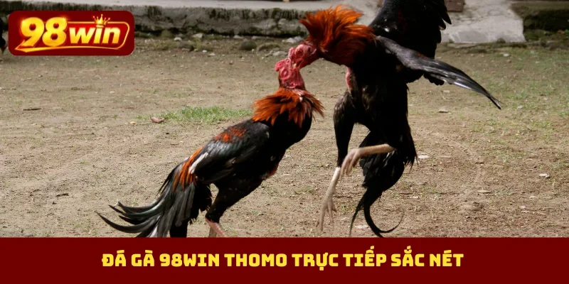 Đá gà 98Win Thomo trực tiếp sắc nét