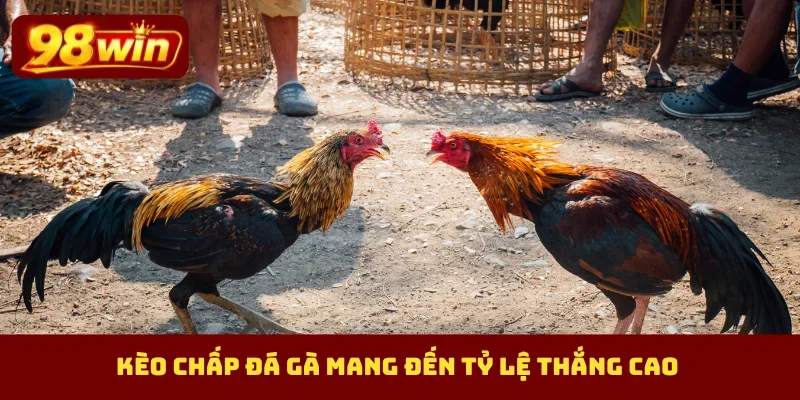 Kèo chấp đá gà mang đến tỷ lệ thắng cao