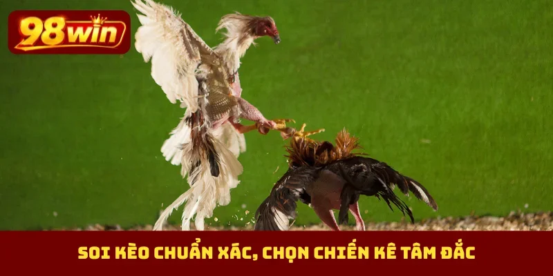 Soi kèo chuẩn xác, chọn chiến kê tâm đắc